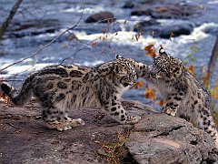 King of the Hill, Snow Leopards